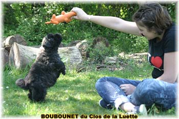 chiot bouvier des flandres SITE WEB ELEVAGE DU CLOS DE LA LUETTE SPECIALISE POUR LE BOUVIER DES FLANDRES ©